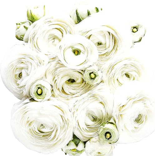 White French Peony Ranunculus - 12 Largest Size Corms, Premium Bulbs for Growing Flowers, Stunning White Blooms, Ideal for Garden Beds, Perfect for Spring Planting