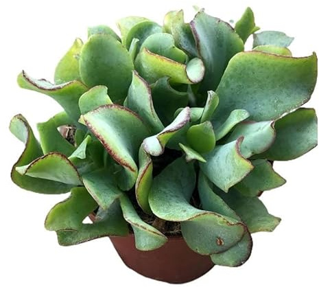Crassula Arborescens Planta Suculenta de Interior o Exterior
