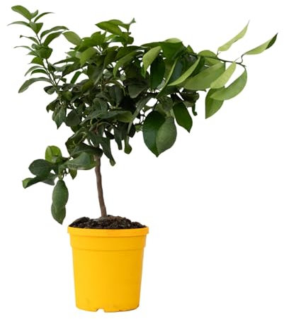 Plant in a Box - Citrus Limon - Pokon - Zitronenbaum - Echter zitronen essbar - Topf 19cm - Höhe 60-70cm