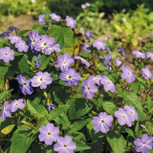 Forget Me Not Jamaican Blue Lady Seeds – Browallia, Bushy & Free Flowering – Half Hardy Annual – for Your Beautiful Garden