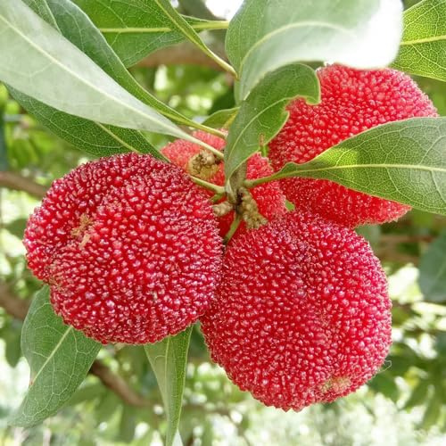 Semi di Myrica rubra da frutto per giardinieri semi di serre da balcone balcone frutto colonnari nani, resistenti frutteto raro vecchie 60pcs
