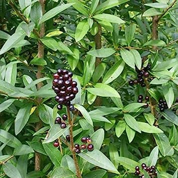 Troène Ligustrum Vulgare 30 Graines d'Arbre : Graines
