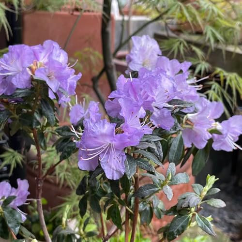 100 Pc Semillas Resistentes De Plantas De Azalea - Semillas De Rododendro, Plantas De Interior Con Semillas Reales, Flores Resistentes. Semillas De Árboles De Bonsais De Azalea, Plantas