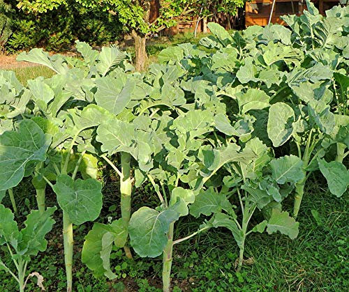 Bodenkur Markstammkohl - Viehfutter und Gründüngung 1 KG