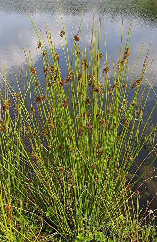 Flatter-Binse (Juncus effusus) 100+ Samen
