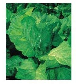 300 VUD31 Blattsenfsamen aus Florida