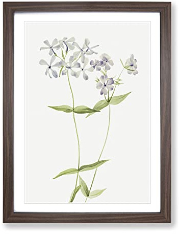 Blue Phlox Flowers By Mary Vaux Walcott Vintage Framed Print | A4 Walnut Framed Wall Art | Ready to Hang | Classic Floral Picture | Living Room Bedroom Lounge Office