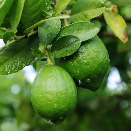 semi di limone, colonnare Limone agrumi, biologici, giardino sono resistenti 10pcs