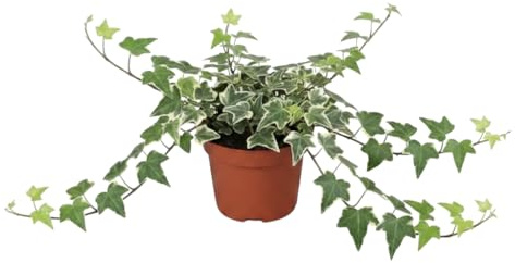 Hedera Helix Variegata Hiedra Variegata de DECOALIVE | Planta Colgante Variegada | Maceta 13 cm Diámetro | Altura 25 cm