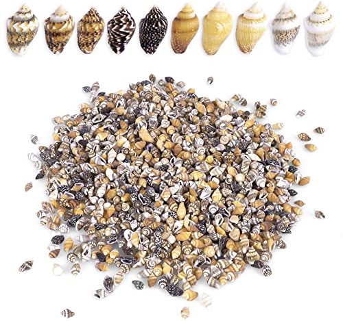 2000 PCS Tiny Mini Small Sea Shells for Crafting Spiral Conch Shells for Crafts Charms for Home Decorations Candle Decor DIY Fish Tank and Beach Vase Filler