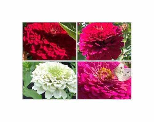 Pcs - 20x Zinnia Géant De Californie Mix-Zinnien Graines Jardin Fleur KS305 - Seeds & Plants Shop by Ipsa