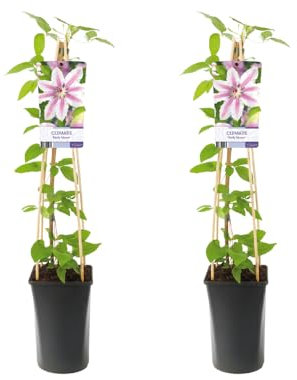 Waldrebe Clematis Nelly Moser – 2 Pflanzen – Ø17cm – 75cm Höhe – Rosa Blüten mit Purpur-Mittelstreifen – Kletterpflanze – Winterhart & pflegeleicht