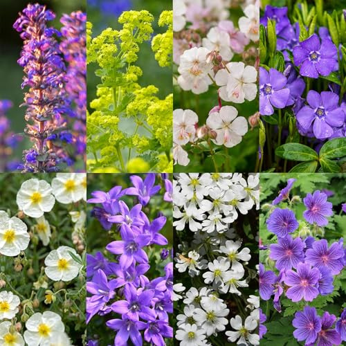 GreenboutiQ - Kit de plantes vivaces - Couverture du sol - 24 Plantes vivaces - Pour 3 m2 - Couleurs variées - Peu d'entretien - Pot 11cm