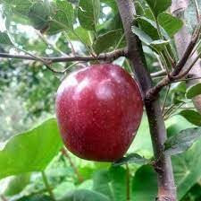 Wild Himalayan Apple Tree 10 PCS Fresh Seeds, Fruit Seeds, Organic, Non GMO