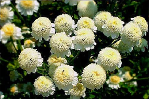 Buy4seeds Snow Ball Flower 600 Seeds - Chrysanthemum TANACETUM PARTENIUM Easy to Grow Garden Yard Patio