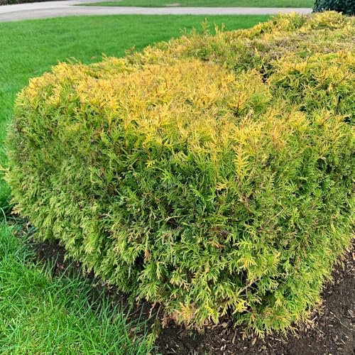Thuja occidentalis 'Rheingold' Compact Dwarf Conifer Pink-Tinted Evergreen Foliage RHS AGM Award-Winning 1X or 2X 3 Litre Pot by Thompson and Morgan