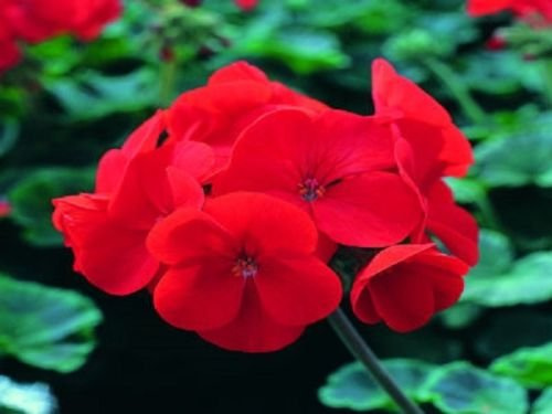 15 Semi di geranio Saturn Scarlet Fuoco