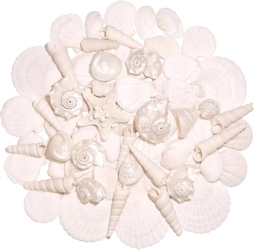 SKOOLOVE Silver White Sea Shell Mixed Ocean Shells Set 2.5-6.5cm Various Sizes Natural Seashell & Starfish for Beach Themed Decor, DIY Crafts, Vase Fillers, Fish Tank, Home, Wedding & Party Decoration
