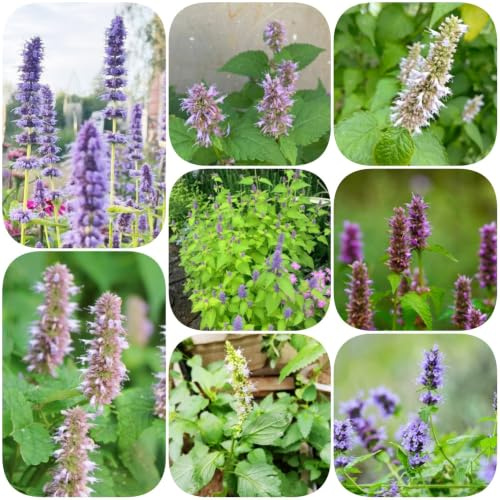 Semi di ortica profumata - semi di rialzata esotica selvatiche prodotti sostenibili raro organico resistenti per giardini rocciosi coltivazione 300pcs
