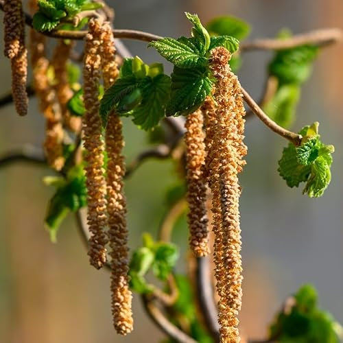 Korkenzieherhasel Corylus avellana Contorta Hasel gedrehte Zweige Ziergehölz ca. 40-80 cm