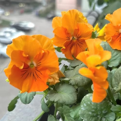 Semi di viola cornuta, biologici da balcone resistenti decorazione floreale, semi di campo le da giardino roccioso 100pcs