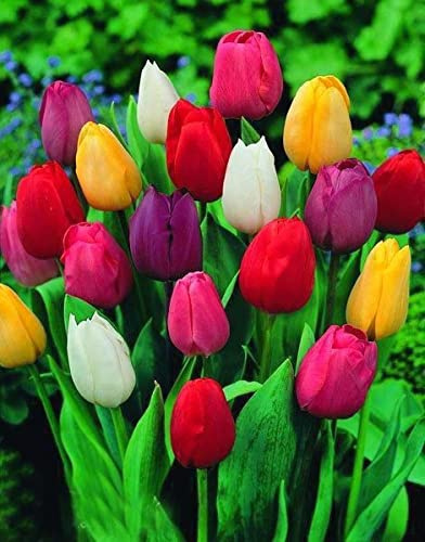 100 X Tulipani Misti - Bulbi Di Alta Qualità (100)