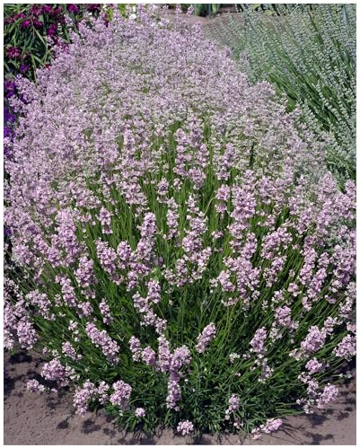 Stauden Gänge 100 x Lavandula angustifolia 'Rosea' (Staude/Stauden/Winterthart/Mehrjährig) Echter Lavendel - Stecklingsvermehrt - Tolle rosa Blüten - Sehr Insekten- und Bienenfreundlich