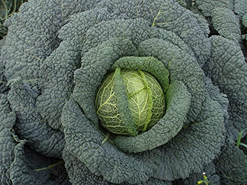 Lot de 200 Graines de Chou de Milan Aubervilliers - Variété Savoureuse et Tendre - Variété Ancienne et productive - Graines Garantie Germination - Très résistant au froid - Semences Reproductibles