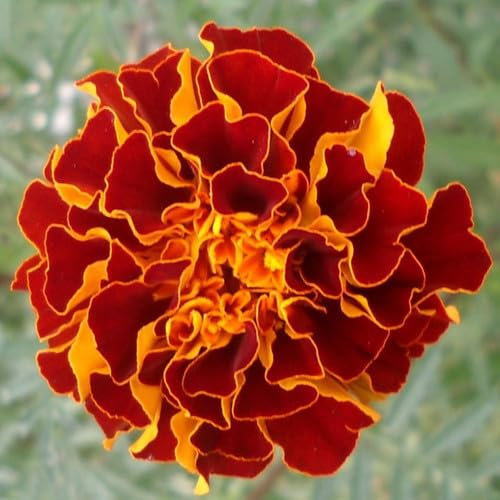 Plant World Seeds - Marigold 'Spanish Brocade' Seeds (Annual Flower Seeds)