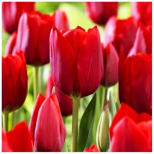 Set Tulpen Farbe zur Auswahl Rot Hellrosa Rosa Gelb Blau Gelb-Rot Weiß Weiß -Rot Zwiebeln Onion Knollen winterhart mehrjährig Tulpe Tulpenzwiebeln 50 Stk. (Rot)