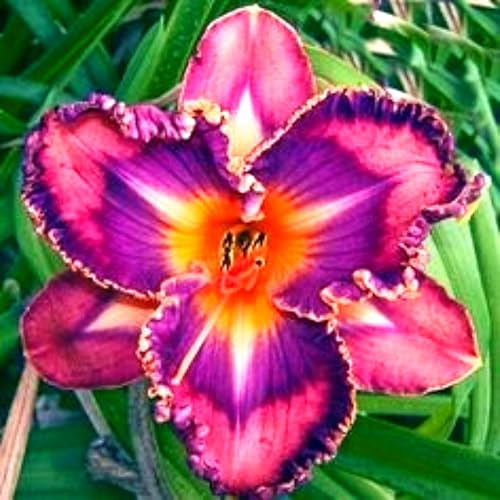 Hemerocallis decorativo versátil para patios y espacios verdes-5Bulbos-V