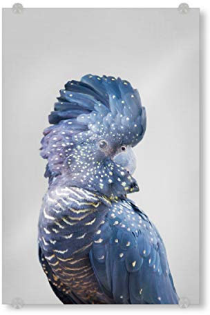 artboxONE Acrylglasbild 30x20 cm Tiere Black Cockatoo Bild hinter Acrylglas - Bild Kakadu Federn Fotografie