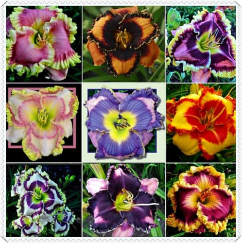 Hemerocallis Bulbos,Azucenas PlantasCrecer, Desarrollado, Hermoso, JardíN,PlantacióN Azucenas Bulbo-5bulbos-H