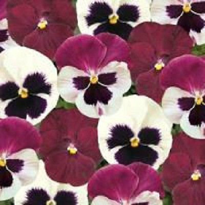 50 Semi Viola del pensiero Matrix lampone Sundae Mix Semi