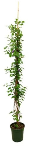 Planta Trepadora Solanum Rantonnetii, 140-150 cm | Enredadera con flores moradas brillantes, Ideal para jardines ornamentales