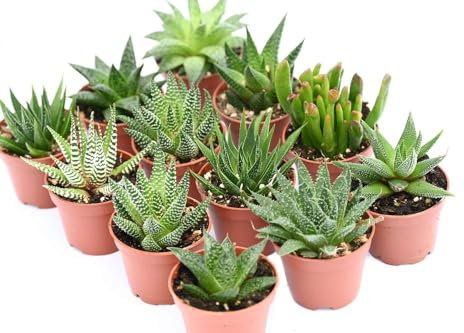 Plantas Suculentas Naturales Tipo Haworthia y Aloe Pack de Plantas Crasas para Exterior e Interior (5)
