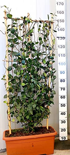 POWERS TO FLOWERS - GELSOMINO RAMPICANTE XXL A SPALLIERA, RINCOSPERMUM, Vaso 55x30x22, Altezza 170cm, 1 PIANTA, pianta vera
