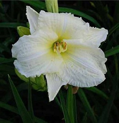 Hemerocallis 'Eenie Weenie' – Winterhart, Mehrjährig, Pflegeleicht – Taglilie – Staude für Beet & Rabatte