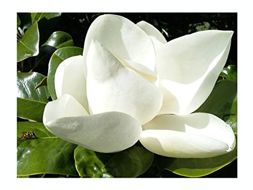 Southern Magnolia Magnolia grandiflora, Evergreen Tree, White Flowers, Showy Fruits, 10-15cm Tall Starter Plant in an 8cm Pot