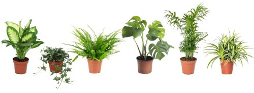 Set 6 Plantas Interior Poca Luz DECOALIVE: Dieffenbachia, Hiedra, Helecho, Monstera Deliciosa, Palmera de Salón y Chlorophytum