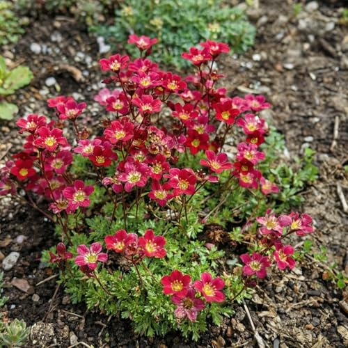 Bloomique - Set di 3 - Saxifraga Carpet Purple Robe - Sassifraga - Ricca fioritura - Resistente all'inverno - Altezza 10-20 cm - Vaso 9 cm