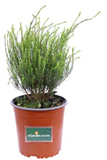 Pianta di Coleonema Pulchrum pianta da esterno pianta da giardino pianta da siepe pianta ornamentale di Coleonema pianta vera venduta da eGarden.store (vaso 17 cm)