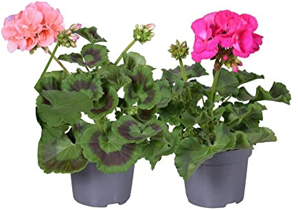 Pack de 2 Geranios Pelargonium Plantas con Flores de Colores