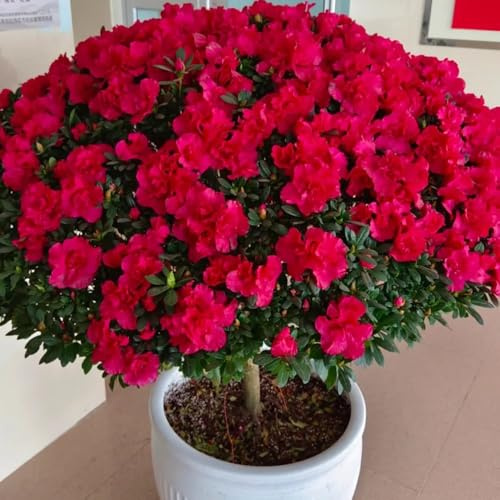 semillas de rododendro, semillas de azalea, Las de jardín de rocas son resistentes silvestre 250pcs