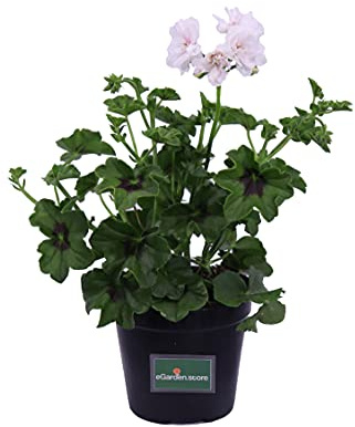 Pianta di Geranio diverse varietà pianta da esterno ornamentale fiori vari colori pianta decorativa vera venduta da eGarden.store (Geranio Edera Bianco)