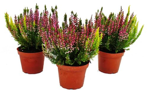 Calluna vulgaris - Set mit 3 Pflanzen - Besenheide - Heidepflanze - winterhart - 11cm Topf - mehrfarbig