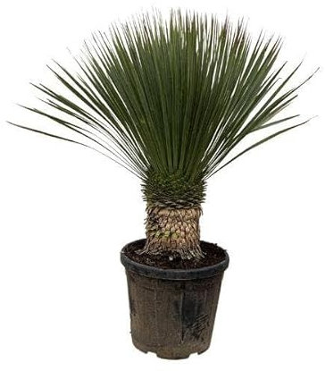Palmlilie – Yucca Rostrata 100cm – Ø38cm – Exotische Wüstenpflanze mit blaugrauen Blättern – Pflegeleichte Zimmer- & Kübelpflanze für Wohnzimmer, Terrasse & Garten