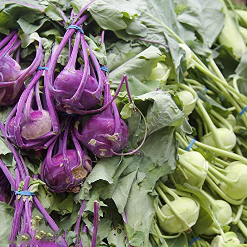 kohlrabi biosaatgut pflanzendeko gemüsesaat winterharte stauden mehrjährig kräutergarten balkon gemüsesamen alte sorten indoor kräutergarten wildkräuter steingartenpflanzen winterhart 300samen