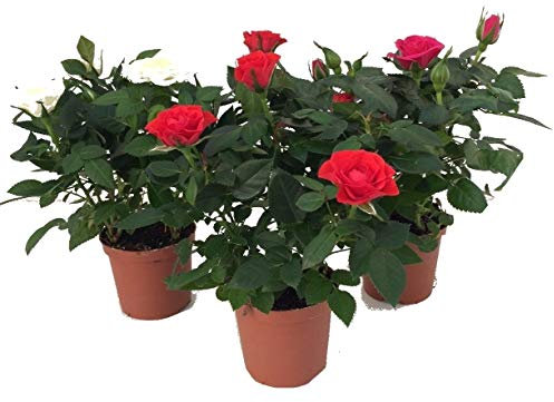 Rosal Mini Pack de 3 Unidades de Rosales 10cm con Flores