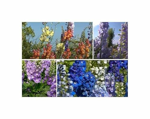 g - 0,5 g Rittersporn Pacific Mischung Garten Pflanzen - Samen F-S556 - Seeds & Plants Shop by Ipsa